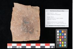 Foto (Objekt + Etikett) von Quercus palaeoilex Ettingshausen (NHMW-GEO-2024-0188-0787)